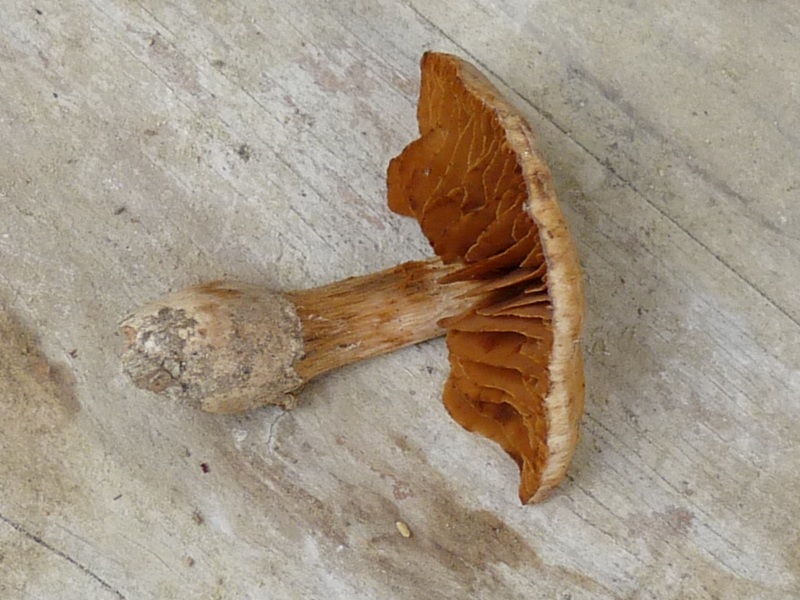 P1020219 scal 800 red .JPG