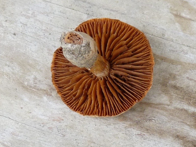 P1020210 scal 800 red .JPG