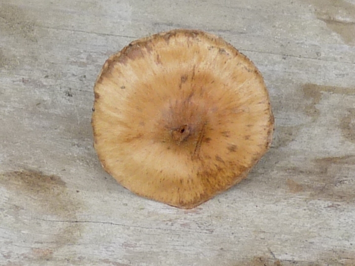 P1020206 scal 720 red .JPG