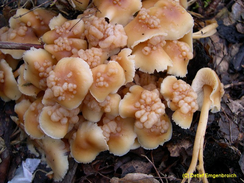 Szygospora (Christiansenia) tumefaciens-a.JPG