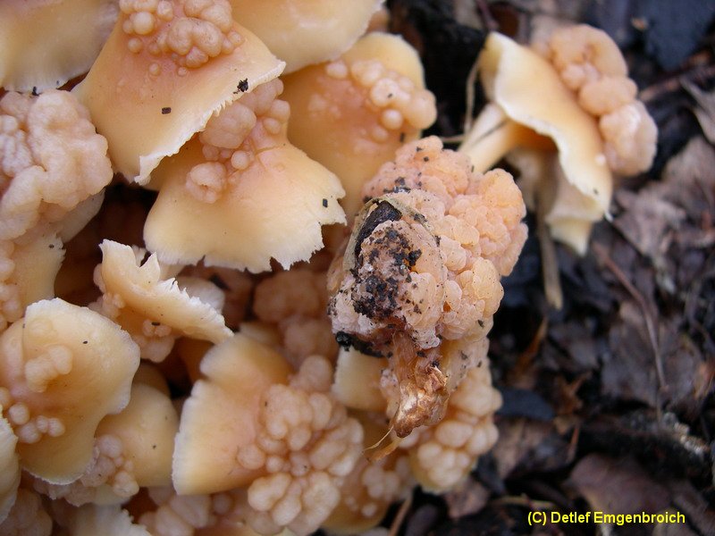 Szygospora (Christiansenia) tumefaciens-c.JPG