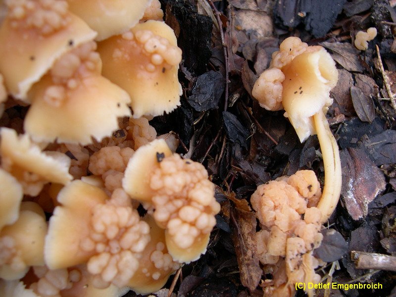 Szygospora (Christiansenia) tumefaciens-d.JPG