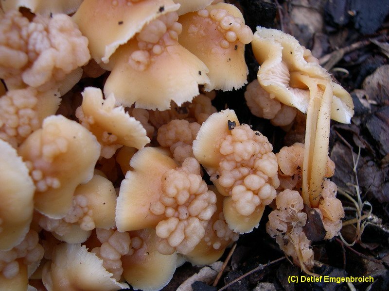 Szygospora (Christiansenia) tumefaciens-e.JPG