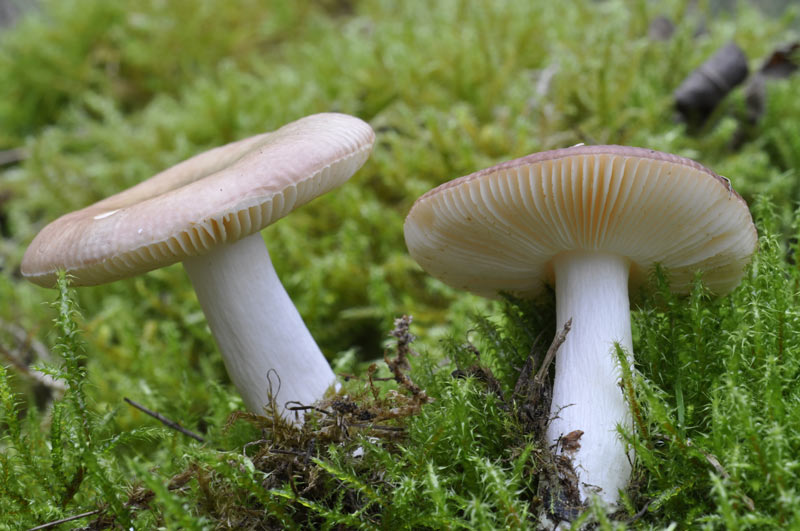 Russula_versicolor_2.jpg