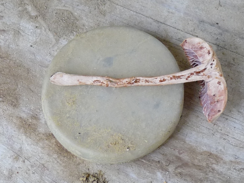 P1020232 Schnitt scal 800 .JPG