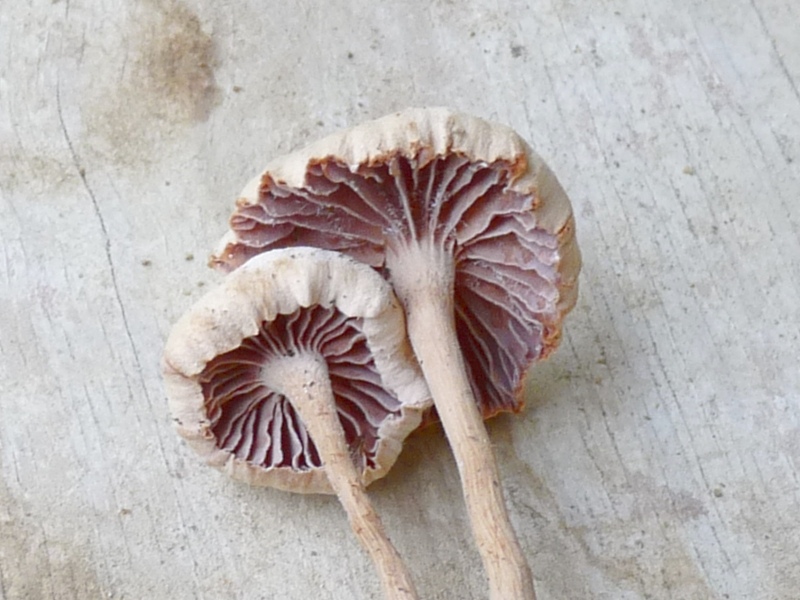 P1020229 Lamellen scal 800 .JPG