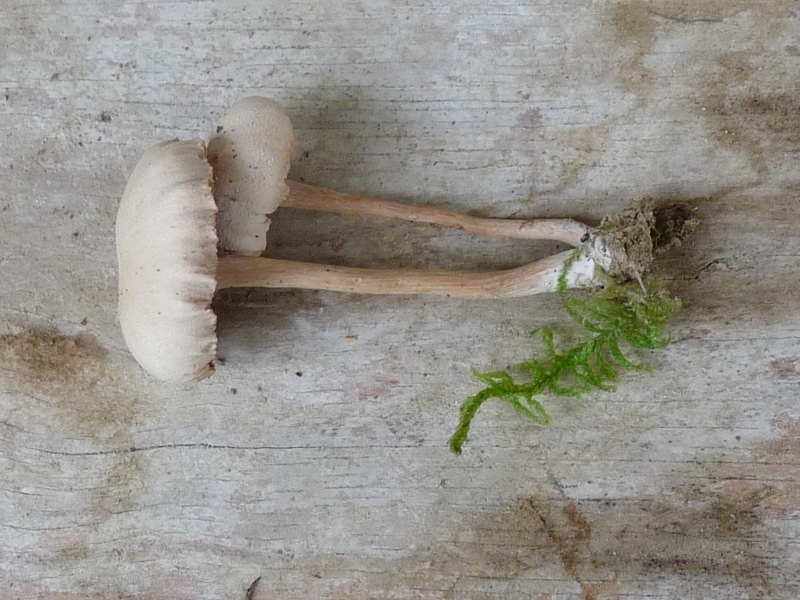 P1020223 Hut Stiel scal 800 .JPG