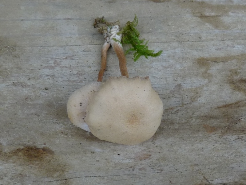 P1020221Hut scal 8oo .JPG