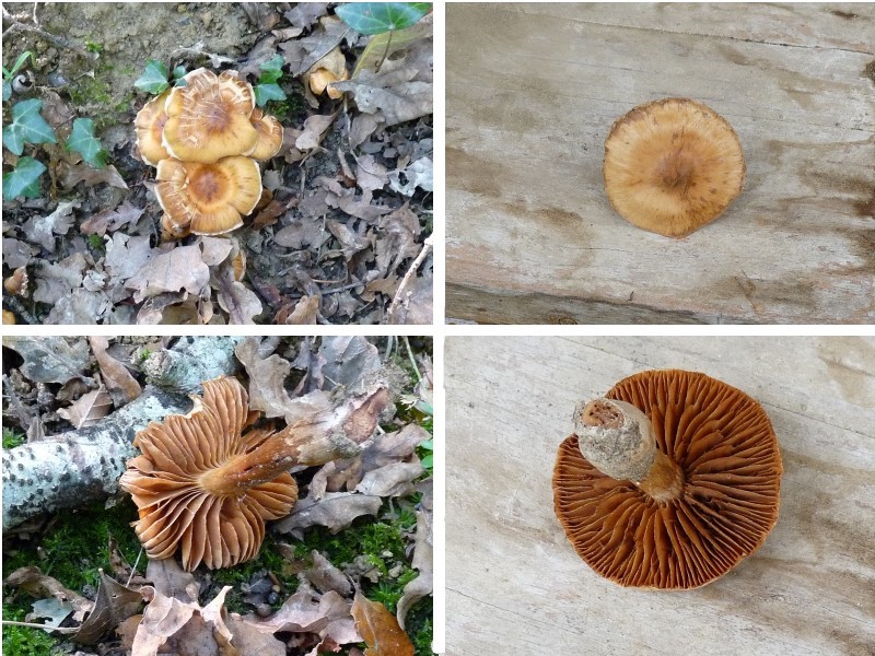 C. hinnuleus 4er-Block scal 800 red .jpg