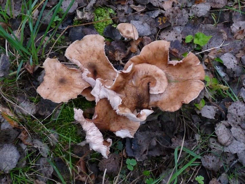 P1020175 scal 800 red .JPG