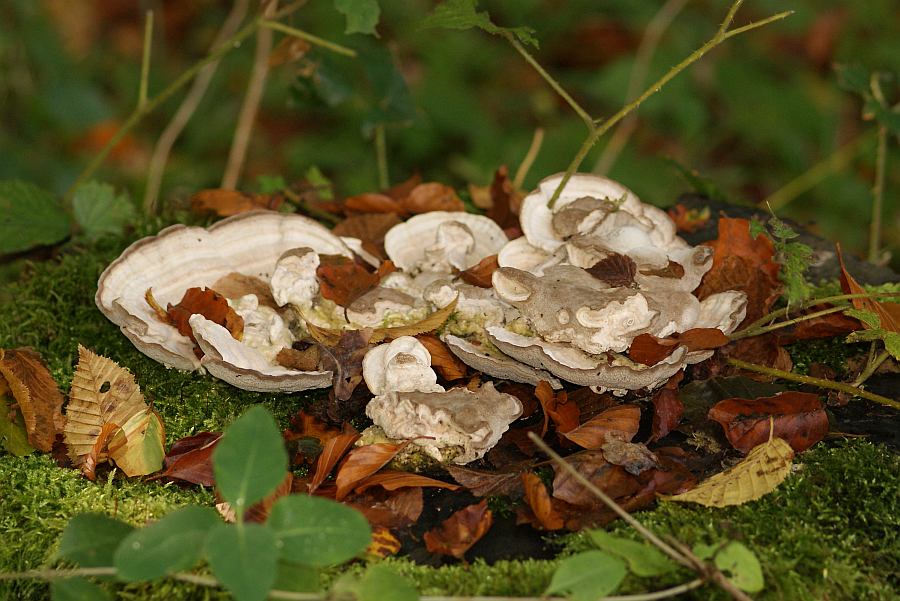 1. 2010-10-03 #0840-f Trametes gibbosa.jpg
