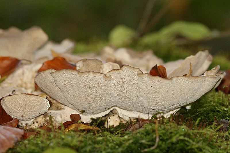 2. 2010-10-03 #0843-f Trametes gibbosa.jpg
