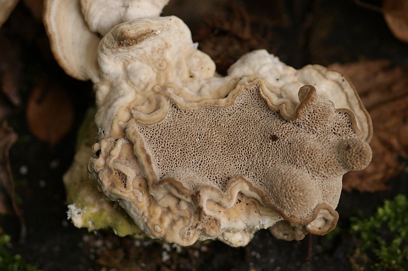 3. 2010-10-03 #0576-f Trametes gibbosa.jpg