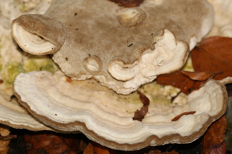 4. 2010-10-03 #0842-f Trametes gibbosa.jpg