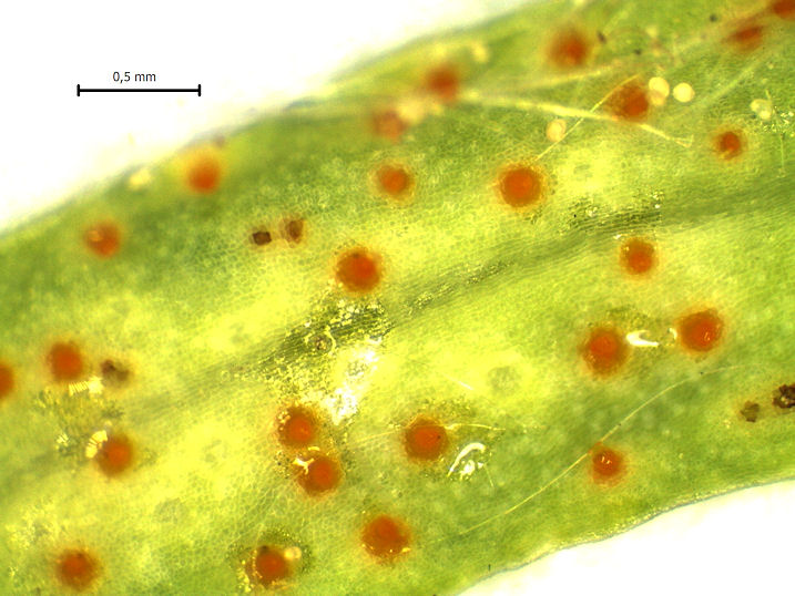 Aecidium euphorbiae1.jpg