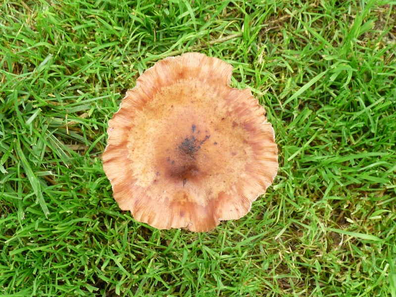 P1020249 Alter Pilz scal 800 red .JPG
