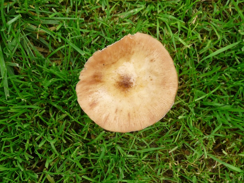 P1020251 Junger Pilz scal 800 red .JPG