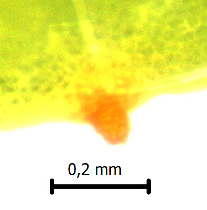 Aecidium euphorbiae2.jpg