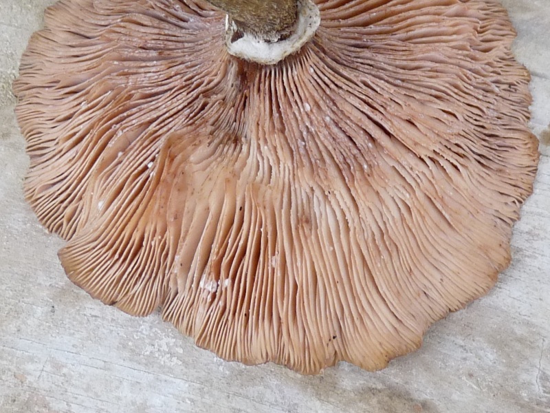 P1020235 Alter Pilz G.T. scal 800 red .JPG