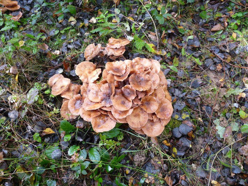 P1020279 Gruppe auf Schwarzerlenstumpf scal 800 red .JPG