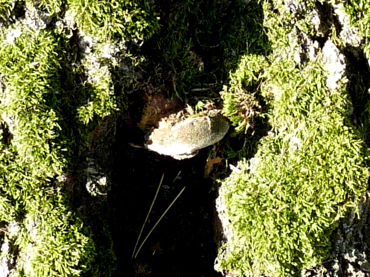 P1020333 Ganoderma resinaceum scal 756 .JPG