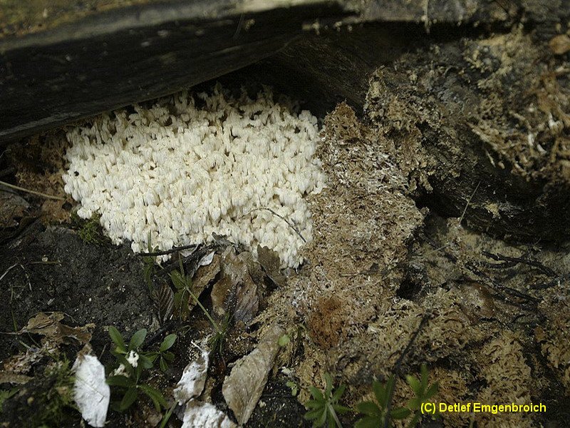 Hericium coralloides-a.jpg