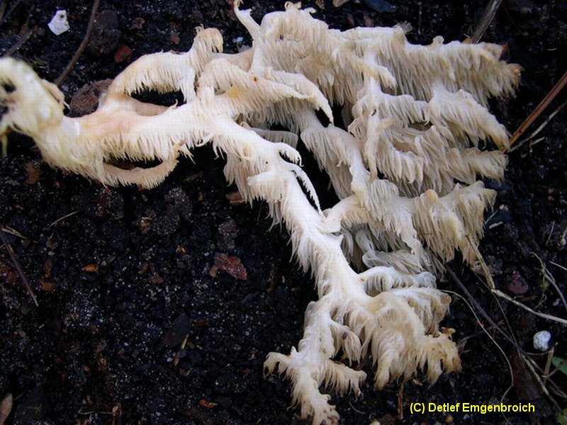 Hericium coralloides-1.3.6.5.1.1a.JPG
