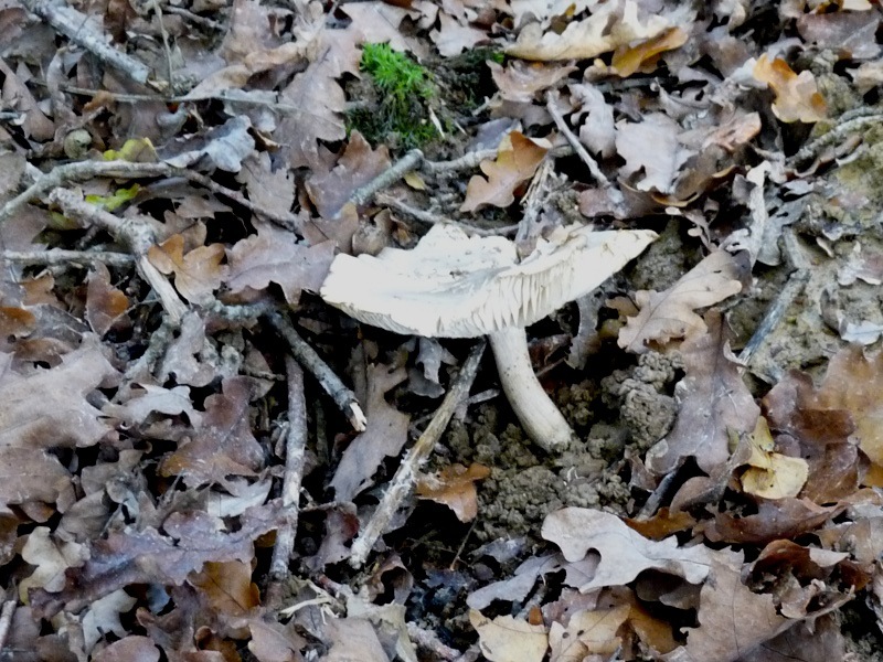 P1020346 scal 800 .JPG