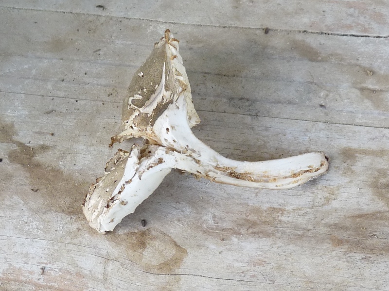 P1020359 scal 800 .JPG