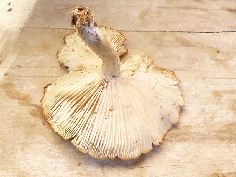 P1020357 scal 800 .JPG