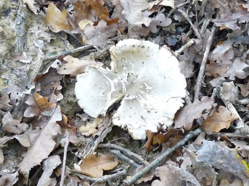 P1020349 scal 800.JPG