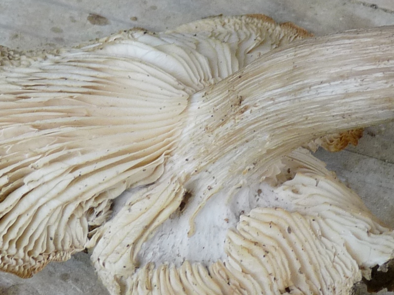 P1020379 Lamellenansatz scal 800 .JPG