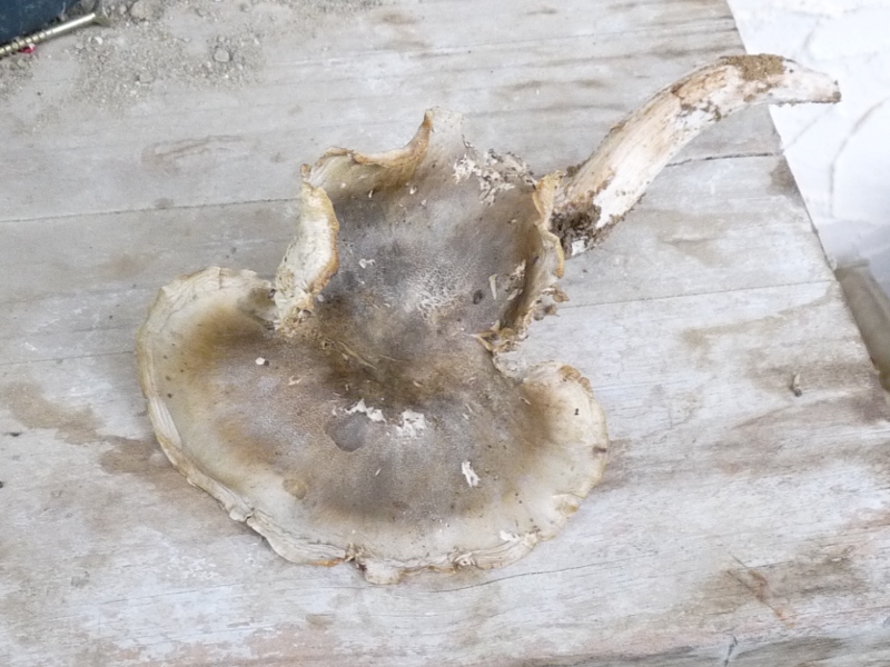 P1020371 Hut scal 800 .JPG