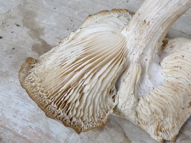 P1020366 Lamellen Abschnitt scal 800 red .JPG