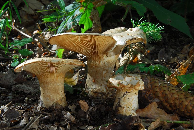 Clitocybe_alexandri.jpg