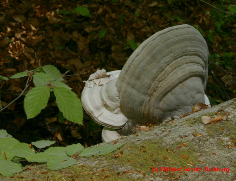 Fomes fomentarius 3, heliotrop verdreht. GEES 8.5_g.jpg