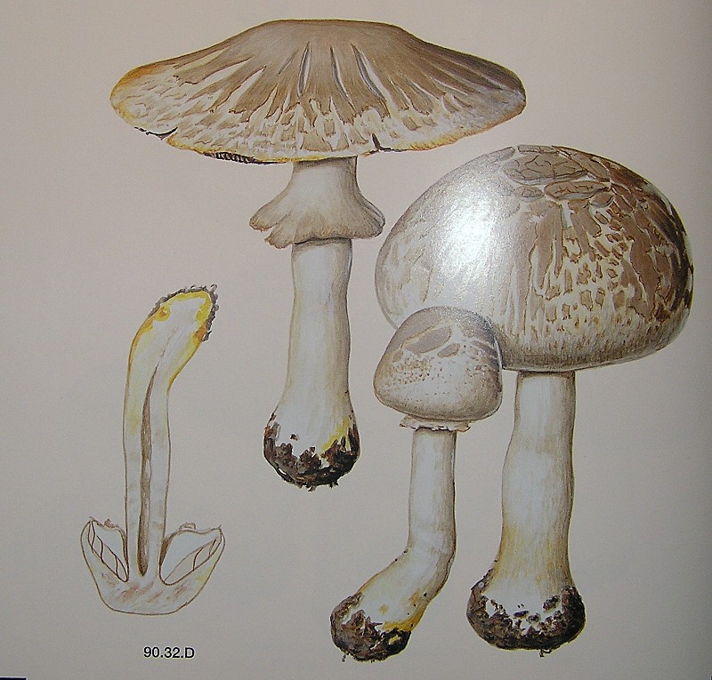 Kopie von P1010281.JPG