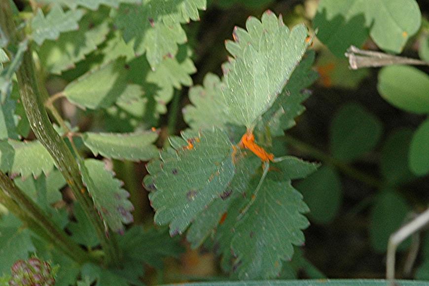 DSC_5030 Ausschnitt, Schärfe 70 %.JPG