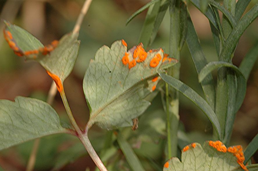 DSC_5032 Ausschnitt, Schärfe 33 %.JPG