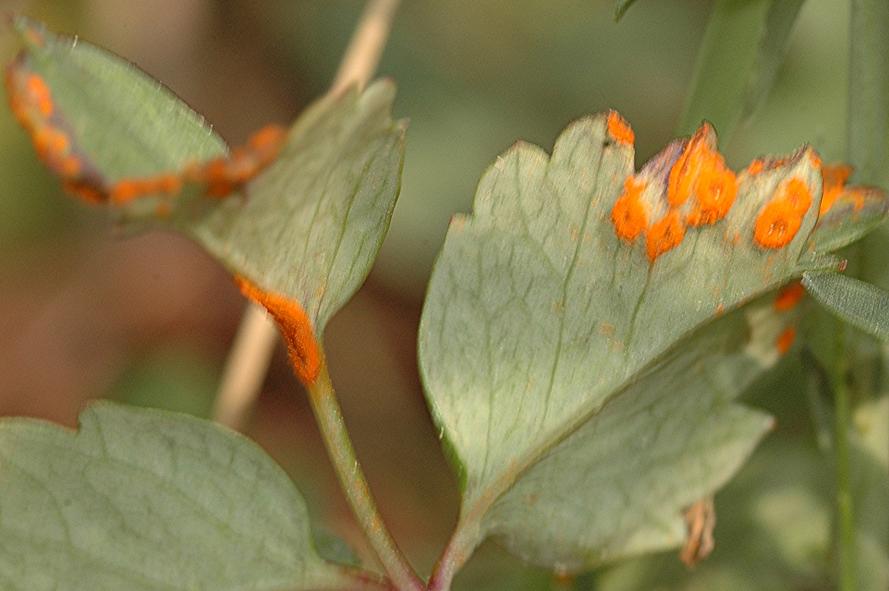 DSC_5033 Ausschnitt, Schärfe 48 %.JPG
