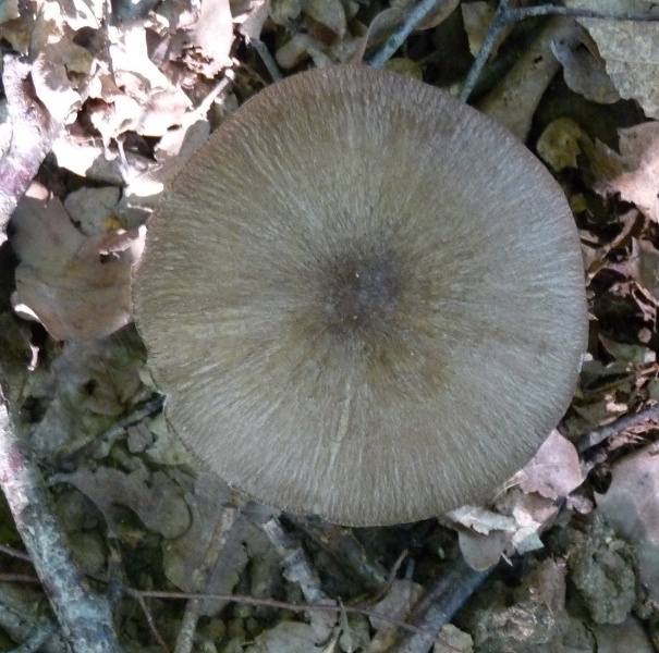 Z Unbestimmt Seidig grauer Hut 1 .JPG