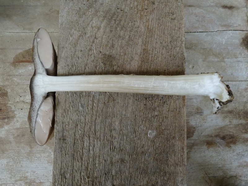 P1020457 Stiel mit Hut Schnitt scal 800 .JPG