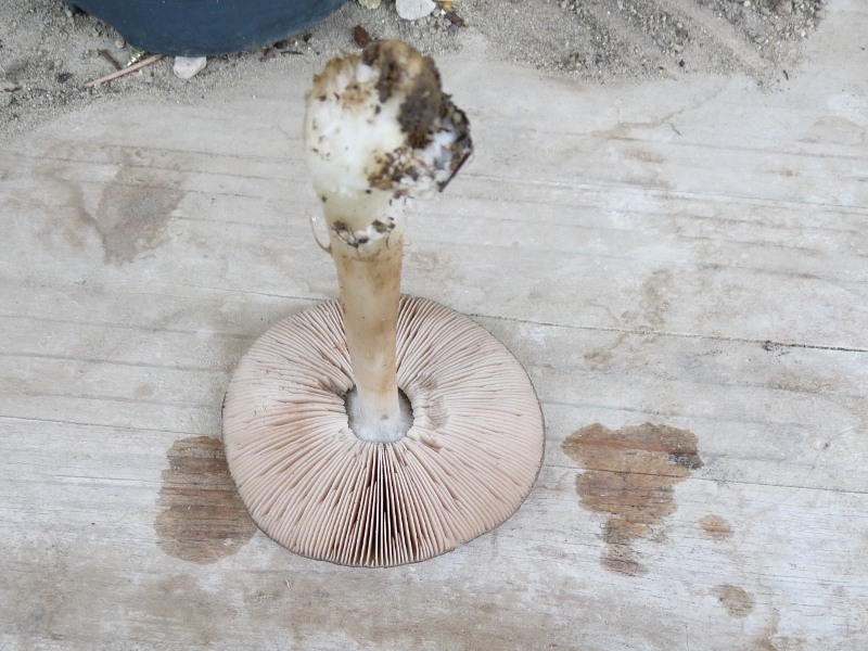 P1020452 Lamellen und Stiel scal 800 .JPG