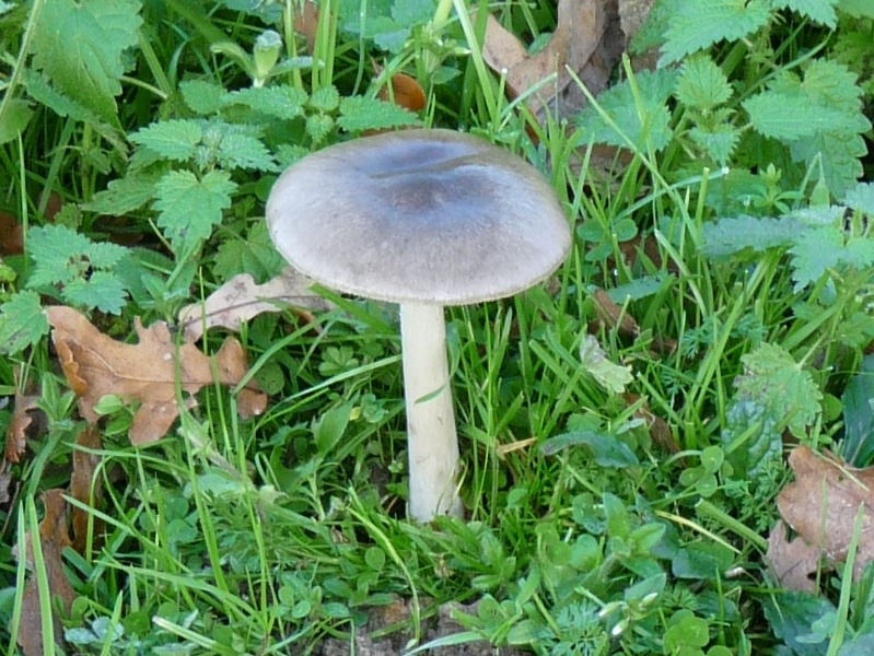 P1020434 Hut mit Stiel scal 800 .JPG