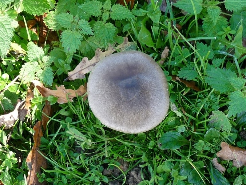 P1020438 Hut scal 800 .JPG