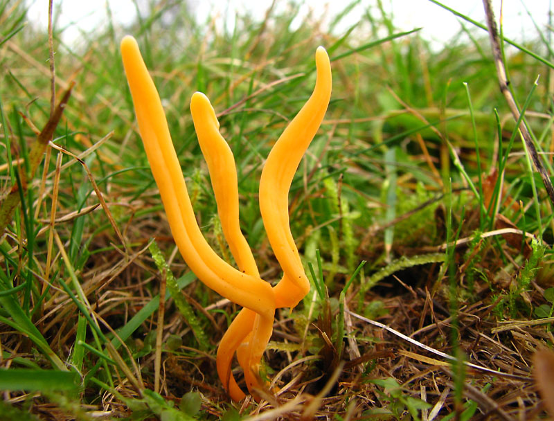 Und hier die einzige &quot;Keule&quot; die ich gesichtet habe. Vielleicht die gleiche wie deine, Thomas...