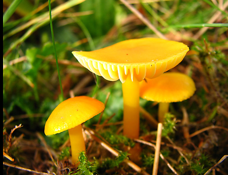 Ein mir unbekannter &quot;Gelber&quot;