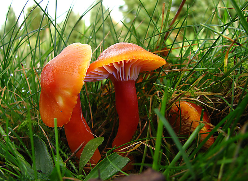 Der hier kommt mir neu vor! Oder doch auch nur der Kirschrote...?