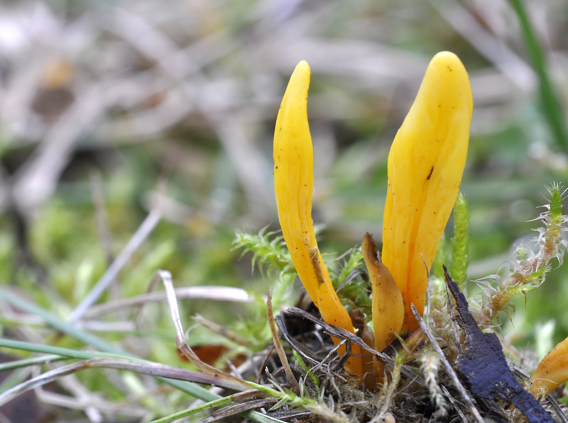 Clavulinopsis_fusiformis_DS.jpg