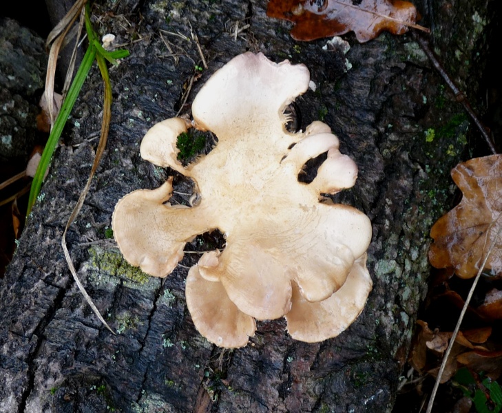 P1020463 Hut scal 729 bearb.JPG